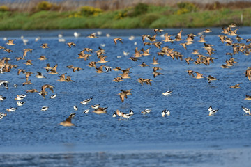 Birds of Shoreline Lake, Mountain View