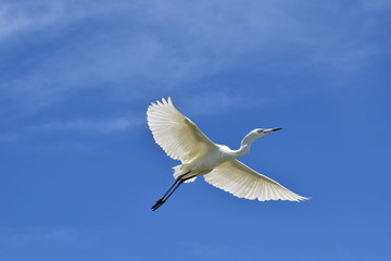 White Egret