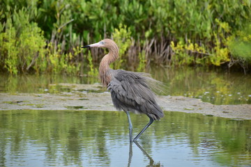 Reddish Egret