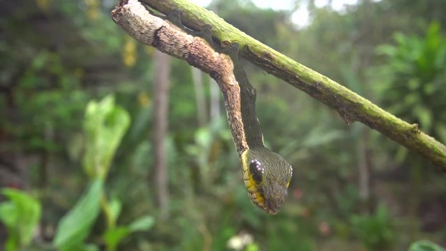 Snake-mimic caterpillar, Hemeroplanes triptolemus family Sphingidae. This caterpillar from the Ecuadorian Amazon protects itself from predators by mimicking a poisonous snake.