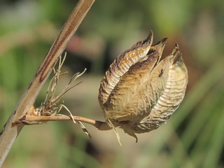 Obraz premium dead/dry flower bud