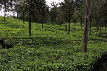 The green tea plantation along the way on the scenic train to Ella