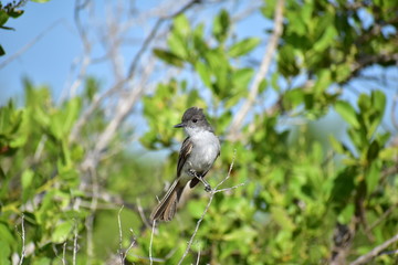 Obraz premium Ash-Throated Flycatcher Bird
