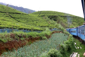 Fototapeta na wymiar The blue train passing green tea plantation along the way on the scenic train to Ella.