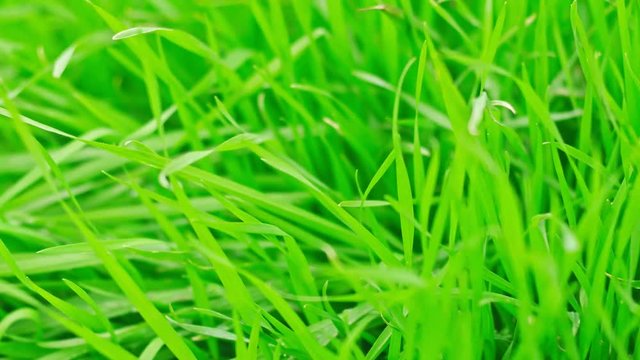 Green grass macro grownd level