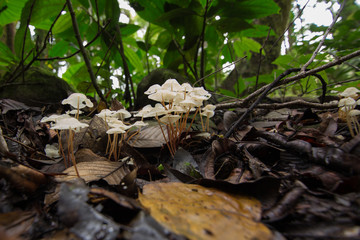 Nature jungle forest fungi