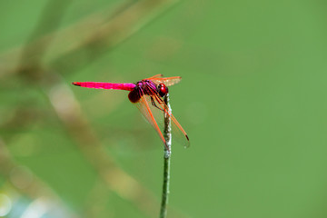 Insect red dragonfly in nature pond