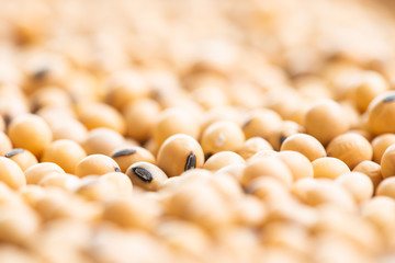Soybean macro shot for background