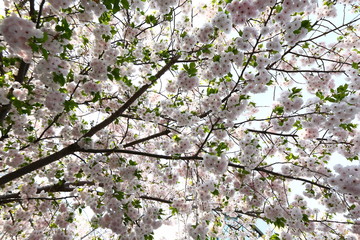 cherry blossoms in Japan