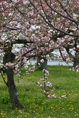 cherry blossoms in Tokyo Japan
