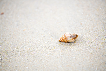 shell that is placed at the beach by the sea in the morning, see and feel the peace