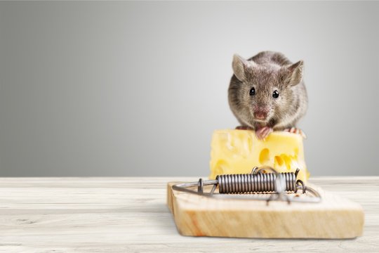 Mouse trap with cheese and mouse