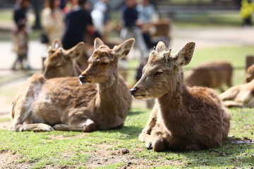 Naklejka na ściany i meble Deer in Nara Deer Park 