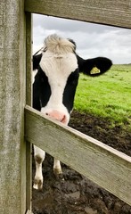 Cow an a farm with a fence 