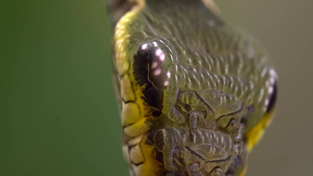 Snake-mimic caterpillar, Hemeroplanes triptolemus family Sphingidae. This caterpillar from the Ecuadorian Amazon protects itself from predators by mimicking a poisonous snake.