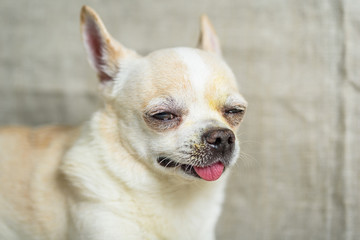 portrait of a chihuahua on a gray background