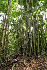 Green bamboo forest (soft focus)