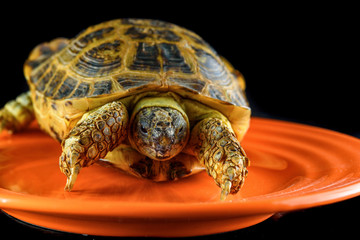 turtle on a plate closeup on a dark background