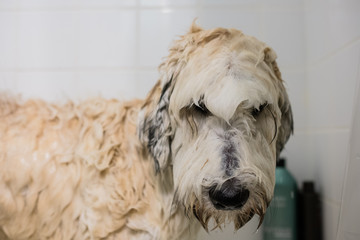 Face of a Sad Dog Getting a Bath