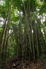 Green bamboo forest (soft focus)
