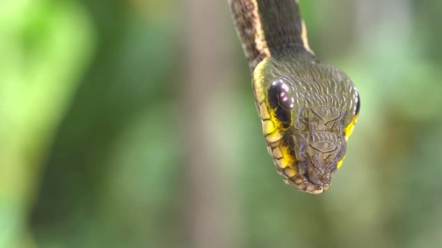 Snake-mimic caterpillar, Hemeroplanes triptolemus family Sphingidae. This caterpillar from the Ecuadorian Amazon protects itself from predators by mimicking a poisonous snake.