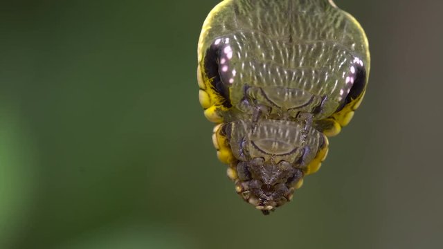 Snake-mimic caterpillar, Hemeroplanes triptolemus family Sphingidae. This caterpillar from the Ecuadorian Amazon protects itself from predators by mimicking a poisonous snake.