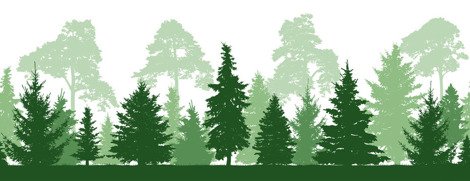 Seamless pattern of forest (firs, pines trees), silhouette. Vector