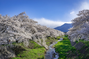 信州安曇野　黒沢川の桜並木