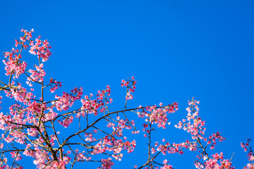 Branch of pink Sakura flower ( cherry blossom ) and clearly blue sky and copy space for text.