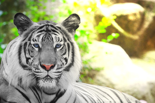 The white tiger is a pigmentation variant of the Bengal tiger and copy space for text.