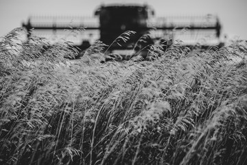 Farm equipment resting within cut golden chaff wheat field beneath blue sky and wispy blue clouds