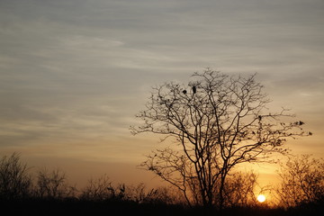 Sunset on the open country