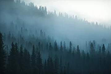 Room darkening curtains Forest in fog Misty Forest trees in a beautiful morning in Canada