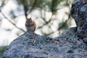 Least Chipmunk Watching