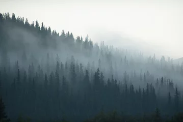 Printed roller blinds Forest in fog Mystic Canadian forest 