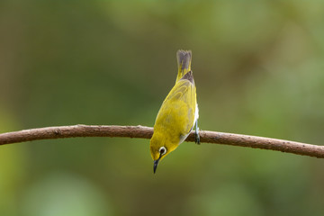 Oriental White-eye, Lovely yellow bird.