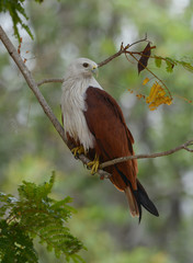 Brahminy kite in action relax on tree branch.