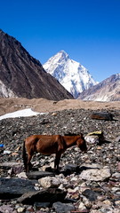 paard staat op het pad naar K2 Base Camp