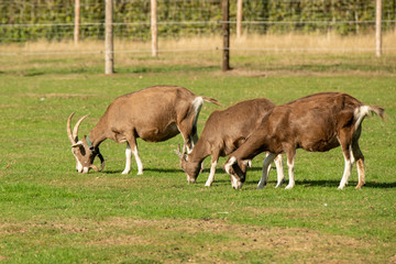 Thüringer Waldziege