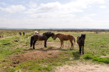 Icelandic horses on the farm in summer