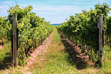 Fototapeta na wymiar Lush green grapes growing on the vine in a bright vineyard