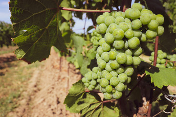 Lush green grapes growing on the vine in a bright vineyard