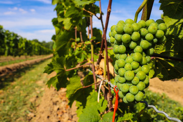 Lush green grapes growing on the vine in a bright vineyard
