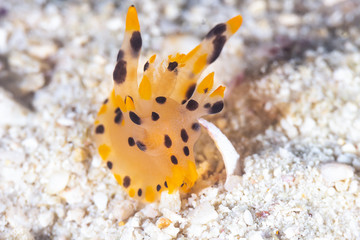 The nudibranch Thecacera Pacifica, sea slug
