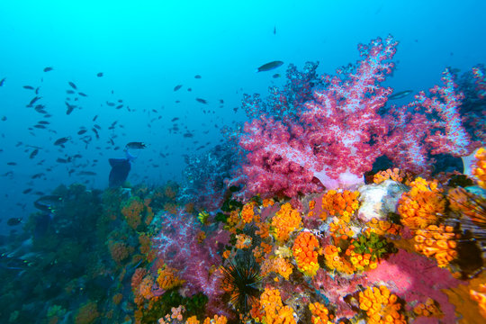 The colorful coral in the coral reef