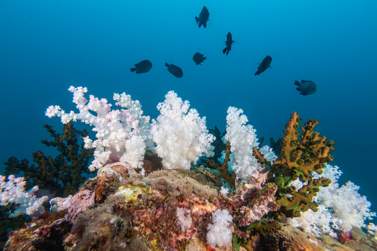 The colorful coral in the coral reef