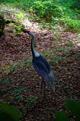 beautiful wild bird in the forest 