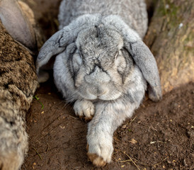 Fototapeta premium grey sleepy rabbit
