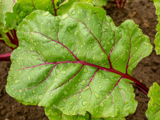 juicy beet leaf