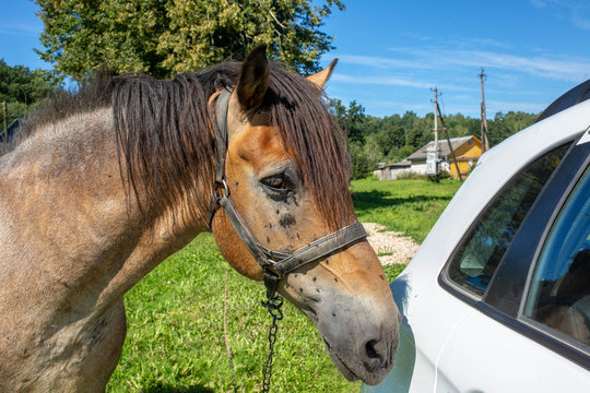 Horse Near The Car In The Village